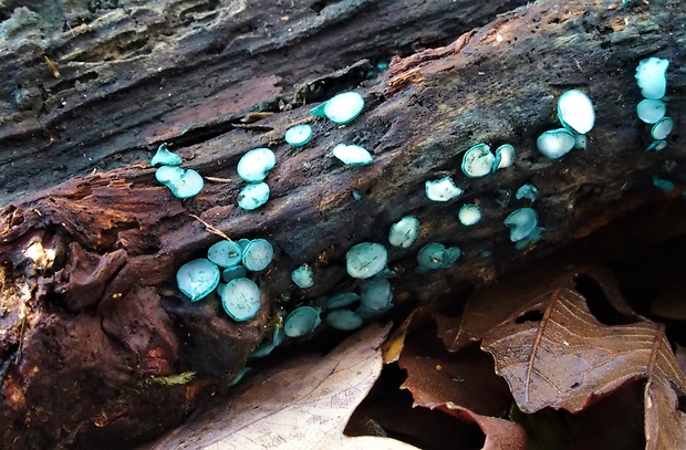 zelenica Chlorociboria sp.