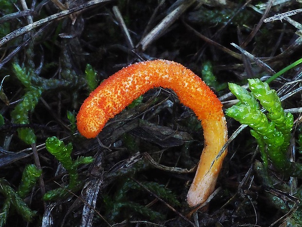 žezlovka hmyzová Cordyceps militaris (Fr.) Link