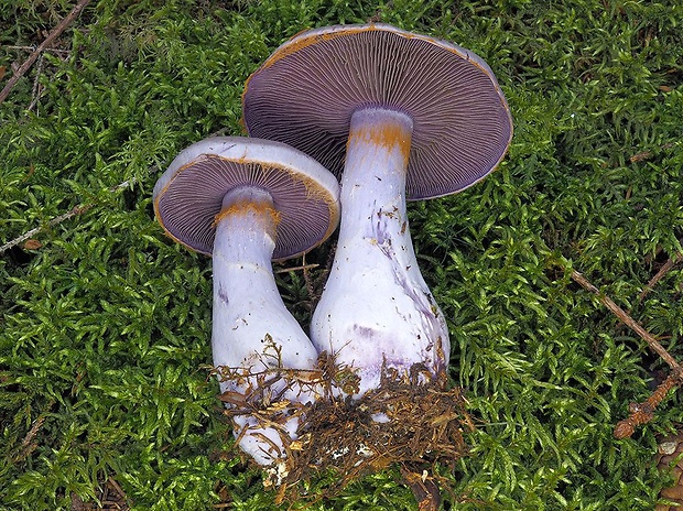 pavučinovec gáfrový Cortinarius camphoratus (Fr.) Fr.