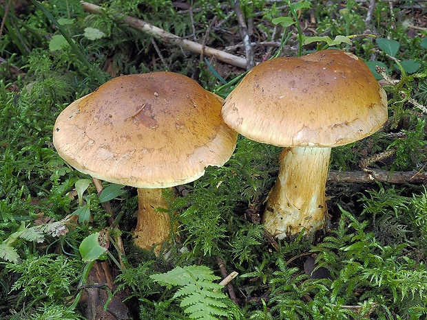 pavučinovec ryšavý Cortinarius saginus (Fr.) Fr.