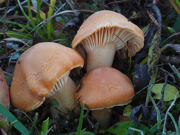 lúčnica statná Cuphophyllus pratensis (Fr.) Bon