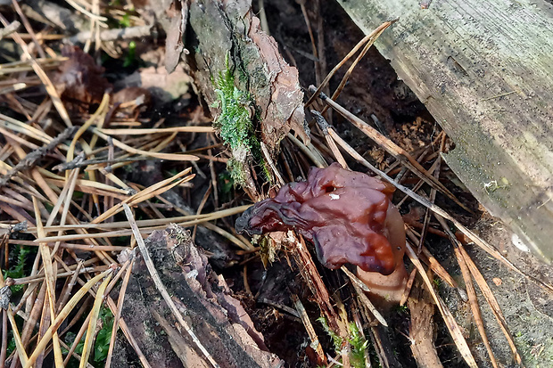 ušiak mitrovitý Gyromitra infula (Schaeff.) Quél.