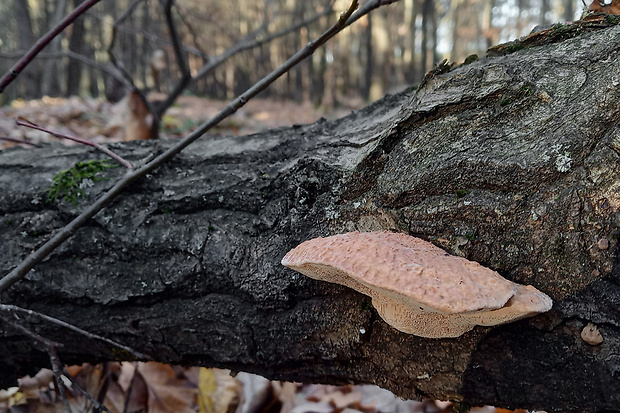 hlinovec červenkastý Hapalopilus rutilans (Pers.) Murrill