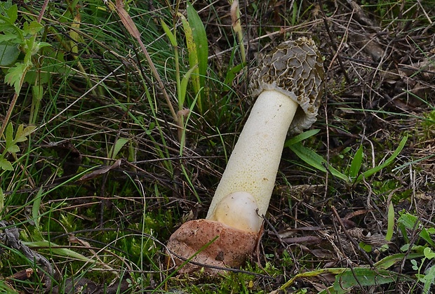 hadovka Hadriánova Phallus hadriani Vent.