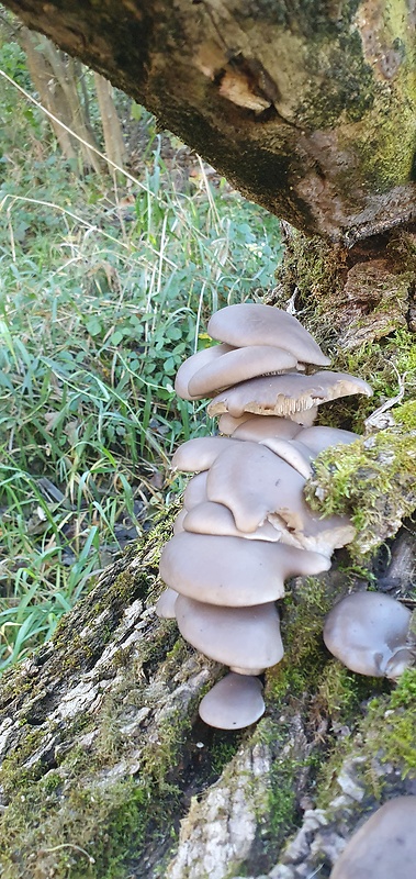 hliva ustricovitá Pleurotus ostreatus (Jacq.) P. Kumm.