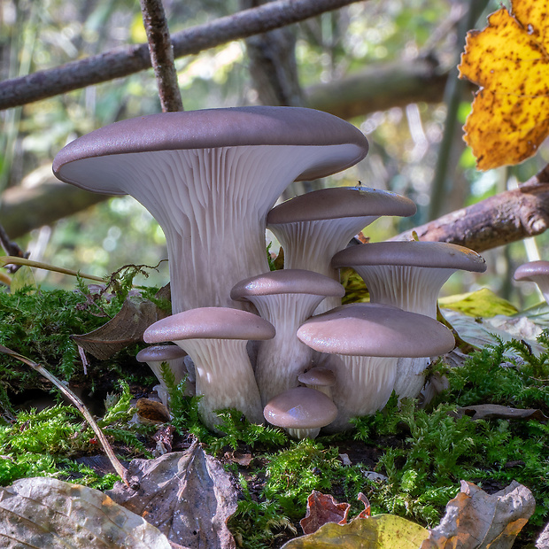 hliva ustricovitá Pleurotus ostreatus (Jacq.) P. Kumm.