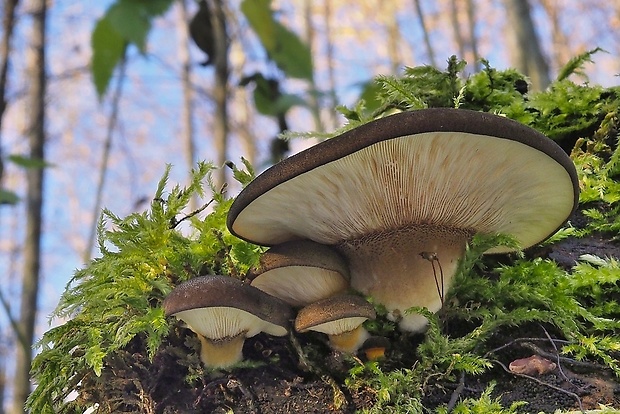 pňovka neskorá Sarcomyxa serotina (Pers.) P. Karst.