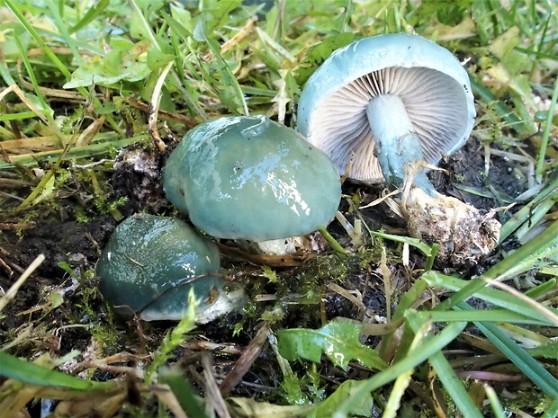 golierovka zelenomodrá Stropharia caerulea Kreisel