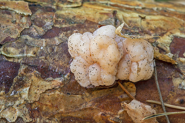 rôsolovka priesvitná Tremella encephala Willd.