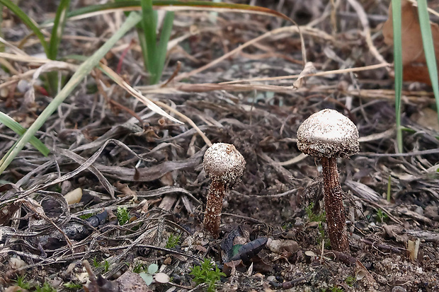 stopkovec Tulostoma sp.