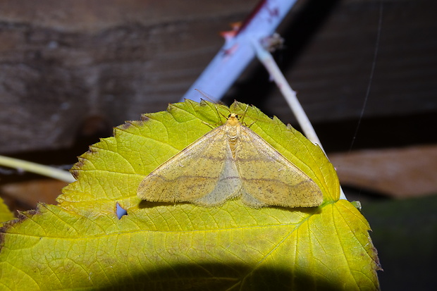 piadivka pomarančová Agriopis aurantiaria