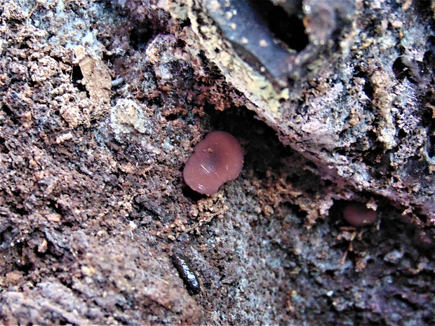 vrtidlovka Ascocoryne sp.