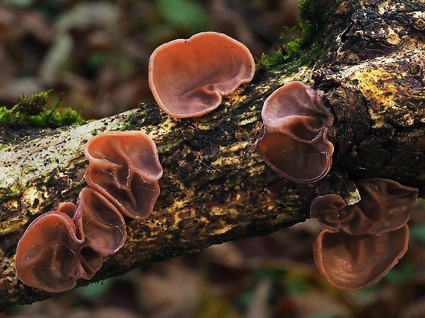 uchovec bazový Auricularia auricula-judae (Bull.) Quél.