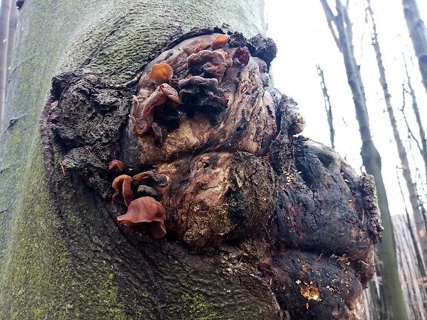 uchovec bazový Auricularia auricula-judae (Bull.) Quél.