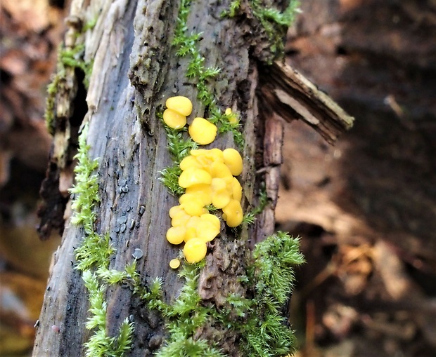 okrasník Bisporella sp.