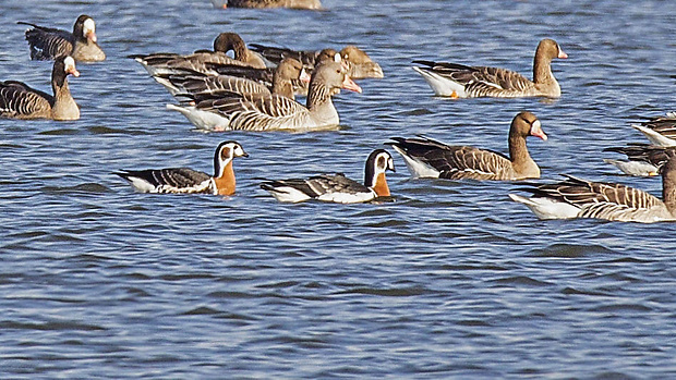 bernikla červenokrká  Branta ruficollis