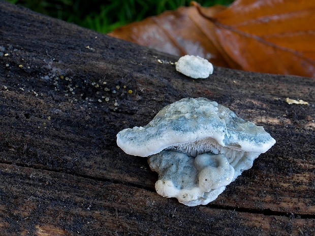 šťavnatec modrastý Cyanosporus caesius (Schrad.) McGinty