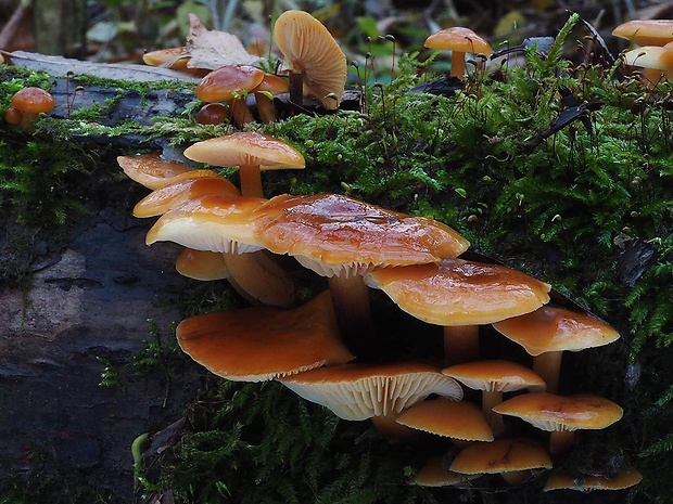 plamienka Flammulina sp.