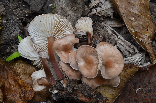 peniazovka červenohlúbiková Gymnopus erythropus (Pers.) Antonín, Halling & Noordel.