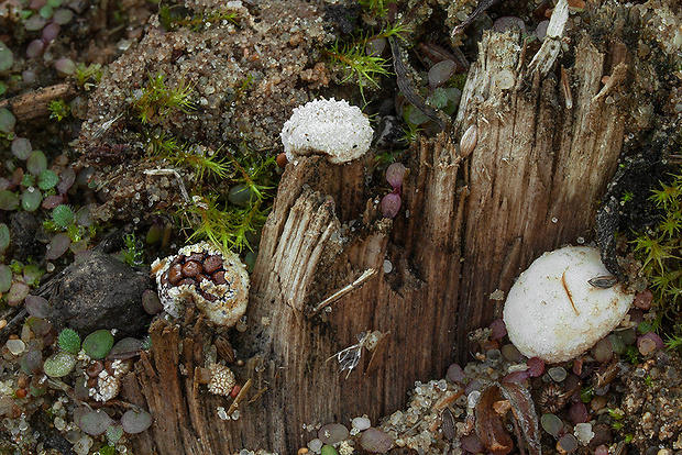 hniezdovec deformovaný Nidularia deformis (Willd.) Fr.