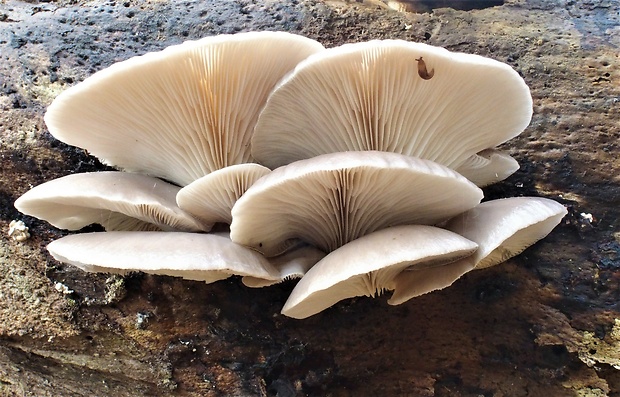 hliva ustricovitá Pleurotus ostreatus (Jacq.) P. Kumm.