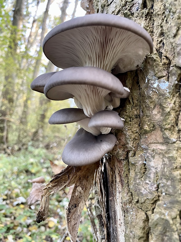 hliva ustricovitá Pleurotus ostreatus (Jacq.) P. Kumm.