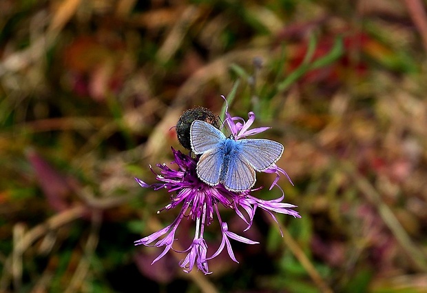 modráčik obyčajný (sk) / modrásek jehlicový (cz) Polyommatus icarus (Rottemburg, 1775)
