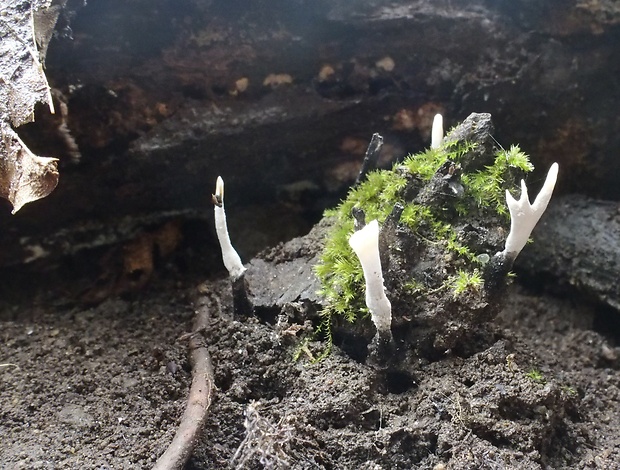 drevnatec parohatý Xylaria hypoxylon (L.) Grev.