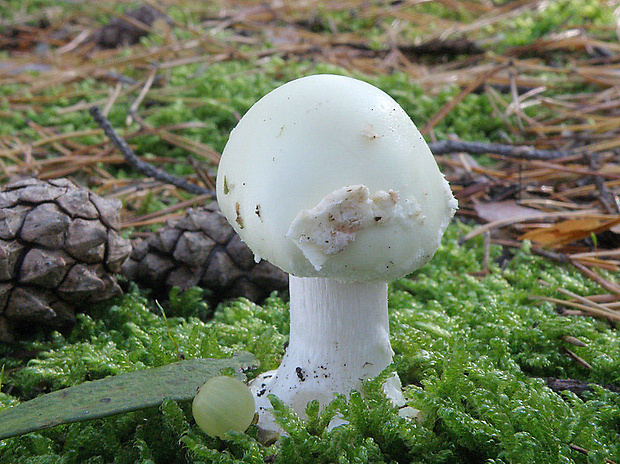 muchotrávka citrónovožltá Amanita citrina Pers.