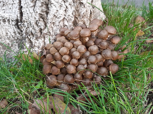 podpňovka bezprsteňová Armillaria socialis (DC.) Fayod