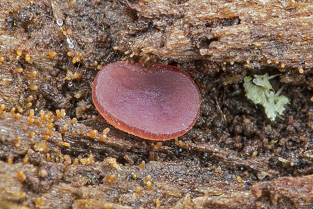 vrtidlovka Ascocoryne sp.