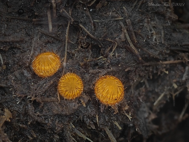 lajnovec Cheilymenia sp.