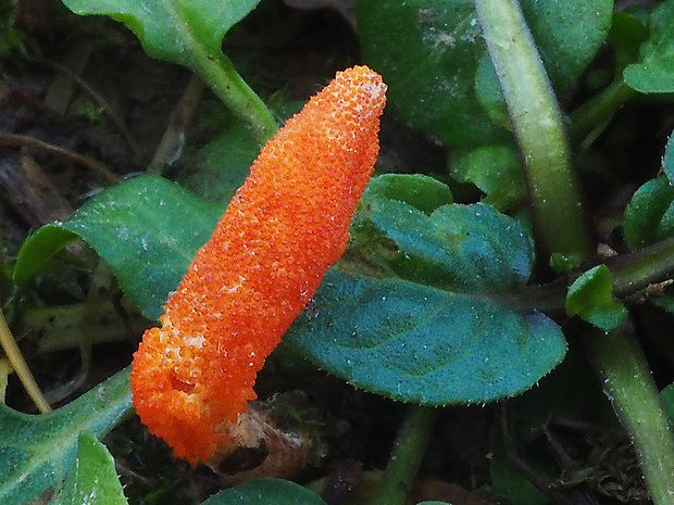 žezlovka hmyzová Cordyceps militaris (Fr.) Link