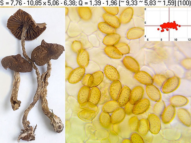 pavučinovec naostrený Cortinarius acutorum Rob. Henry