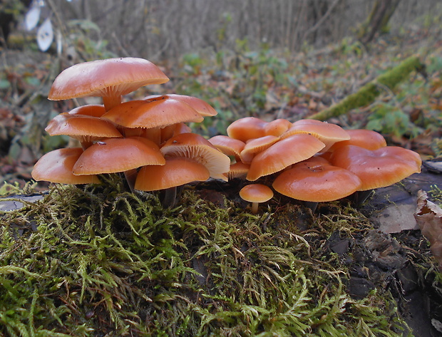 plamienka Flammulina sp.