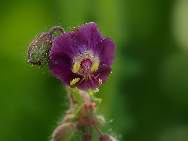 pakost hnedočervený Geranium phaeum L.