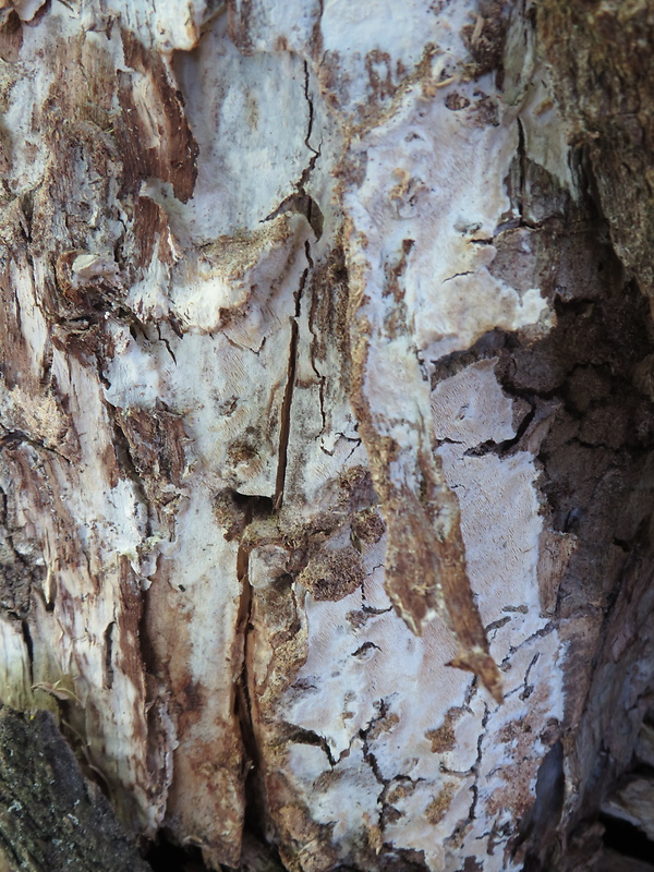 kožovka bledá Hyphoderma pallidum (Bres.) Donk
