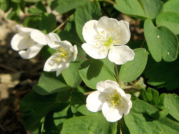 veterník žltuškovitý Isopyrum thalictroides L.