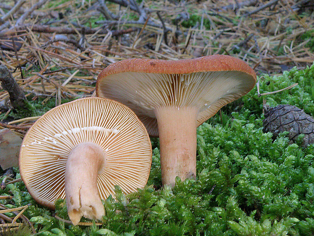 rýdzik ryšavý Lactarius rufus (Scop.) Fr.