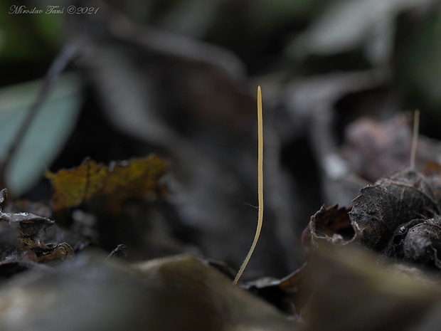 kyjovka tenká Macrotyphula juncea (Alb. & Schwein.) Berthier