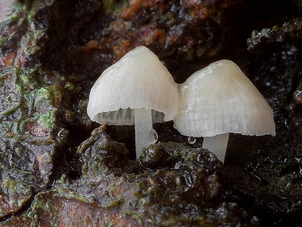 prilbička Mycena sp.