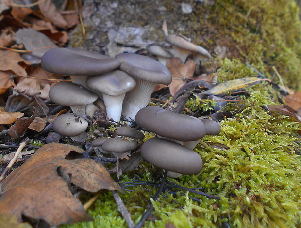 hliva ustricovitá Pleurotus ostreatus (Jacq.) P. Kumm.