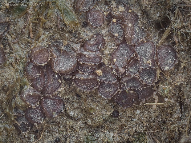 chlpanka veľkovýtrusná Pseudombrophila hepatica (Batsch) Brumm.