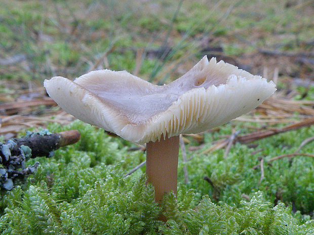 peniazovka maslová Rhodocollybia butyracea (Bull.) Lennox