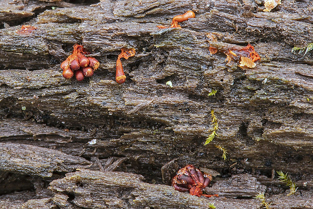 vlasnačka Trichia sp.