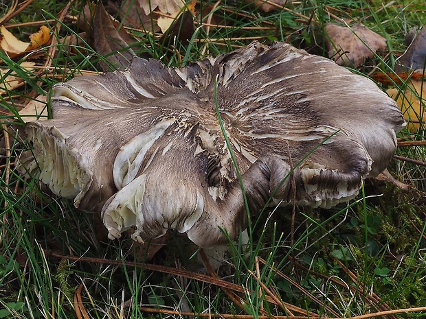 čírovka sivá Tricholoma portentosum (Fr.) Quél.