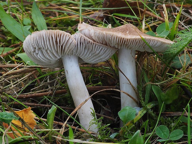 čírovka zemná Tricholoma terreum (Schaeff.) P. Kumm.