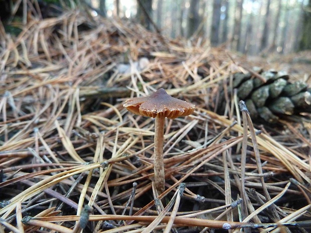 pavučinovec Cortinarius sp.