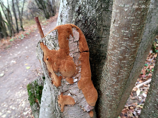 ohňovec hrdzavohnedý Fuscoporia ferruginosa (Schrad.) Murrill