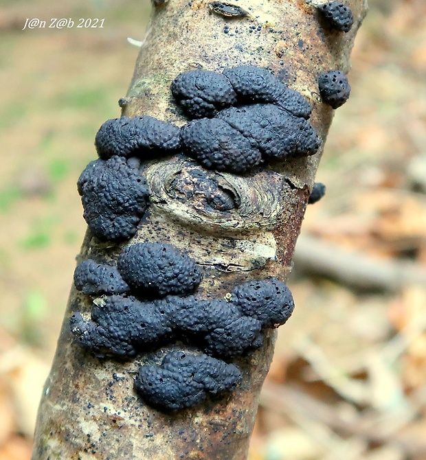 drevovček mnohotvarý Jackrogersella multiformis (Fr.) L. Wendt, Kuhnert & M. Stadler